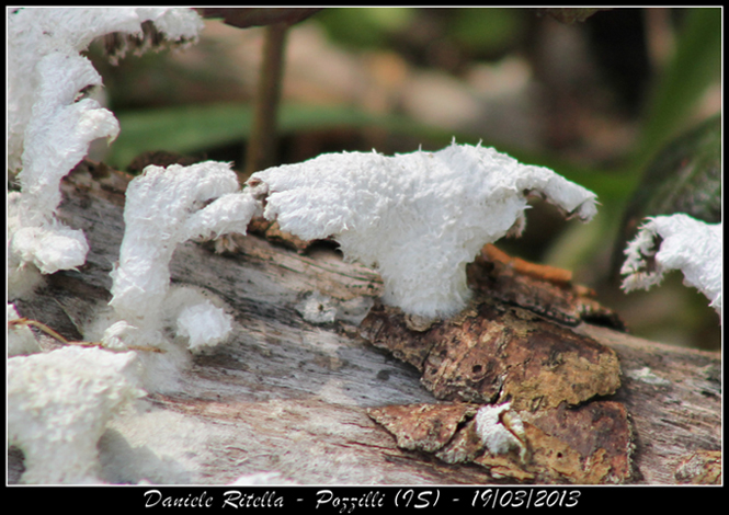 Richiesta identificazione: non so neanche se � un lichene!